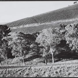 Vineyards in the foothills near Adelaide, SA