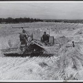 Hay cutting at Enfield, SA