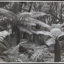 Notley Fern Gorge near Launceston, Tasmania
