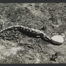 A blue tongued lizard and a mutton bird egg