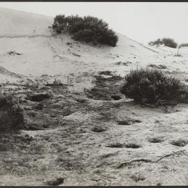 Mutton birds' burrows on Cape Woolamai being threatened by drifting sands