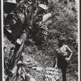 Banana growing, Coffs Harbour, NSW