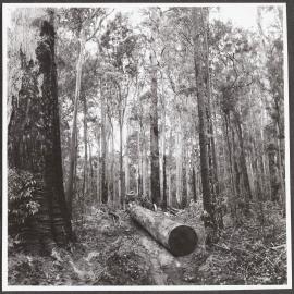 Hauling out hardwood timber.