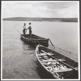 Meshing mullet on Clarence River, NSW
