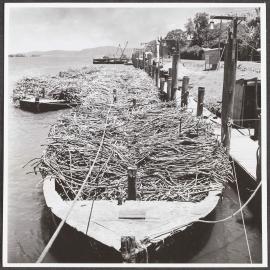 Cane punts, loaded with sugarcane alongside factory.