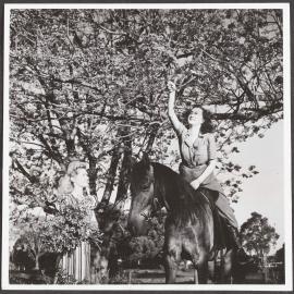 Picking Jacaranda blooms, south Grafton, NSW