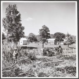 Cane cutting on the farm at Maclean, NSW