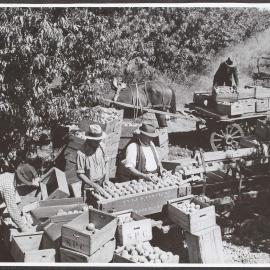 Mechanical grader at work in the orchard.