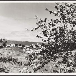 A Springtime glimpse or "Yarralumla" house, Canberra. Australian home of their Royal Highnesses The Duke and Duchess of Gloucester.