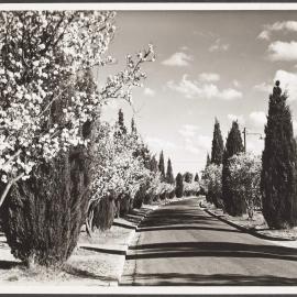 Blossom time, Lister Crescent, Canberra, ACT