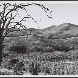 Forestry scene, ACT