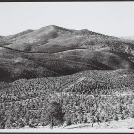 Forestry scene, ACT