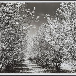Plum blossoms, Canberra