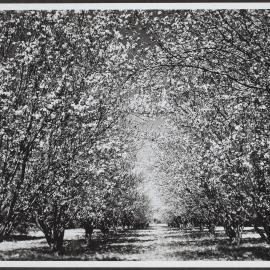 Blossom time, Canberra