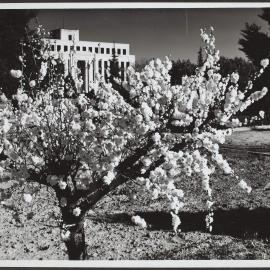 Blossom time, Canberra