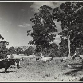 Dairy cattle, Warragul, Victoria
