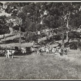 A dairy herd, Warragul, Victoria