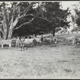 Jersey herd, Kamerooka estate, NSW