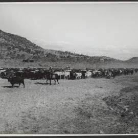 Cattle droving, Wyndham, WA