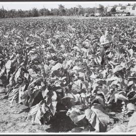 Tobacco crop at Manjimup, with drying kilns in background, south west WA