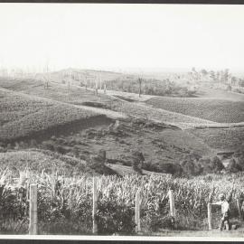 Sugar cane fields, Tullymore near Maclean NSW