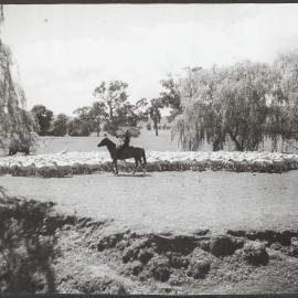 Shorn sheep being returned to their paddocks.