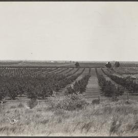 Berri orchards, 2 to 4 years old