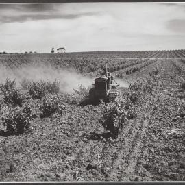 Barossa Valley vineyard