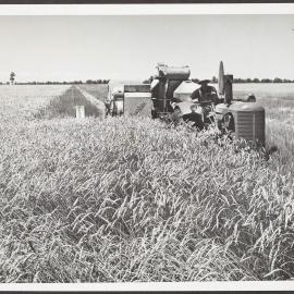 One-man harvesting - Mr. O. Wilson of Rochester, Victoria, with his Sunshine No. 4 Power-drive Header and Sunshine Massey Harris Tractor harvesting 36 bushels of Magnet wheat to the acre.