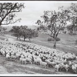 Sheep, Riverina, NSW