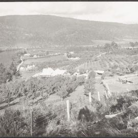 Orchard at Huonville