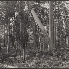 Karri tree falling, Pemberton