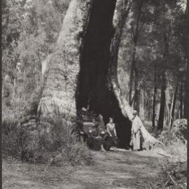 Giant Tingle tree, Nornalup