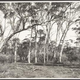 Virgin bush, Carnamah