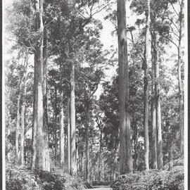 Virgin Karri at Pemberton