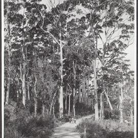 Road scene near Frankland River