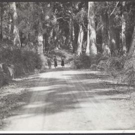 Valley of the Giants, near Nornalup