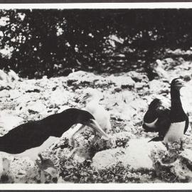 Gannets and young, on Lady Musgrave Island, Bunker Group, Great Barrier Reef