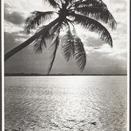 Palm silhouette and coast line, Great Barrier Reef
