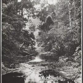 Moran’s Creek, National Park, Lamington, Queensland