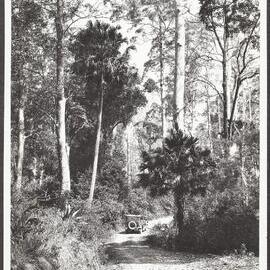 View on the Road to Mount Glorious, near Dwyer's Lookout