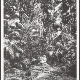 Original Tropical Jungle, "Fairyland", Kuranda, via Cairns