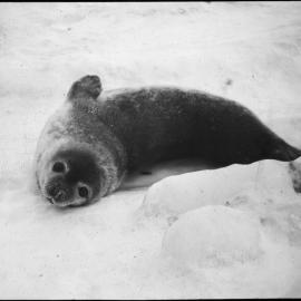 Young Weddell seal at Razorback Island, November 9th 1911