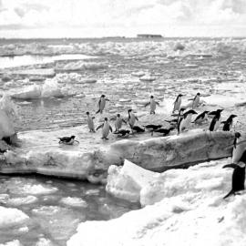 Adelie penguins