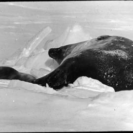 Weddell seal