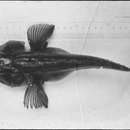 Notothenia