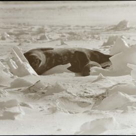 Weddell seal