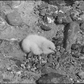 Skua gull (Catharacta skua) at Cape Adare