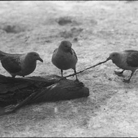 Skua gulls (Catharacta skua) at Cape Adare