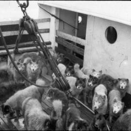 Dogs on board the Quest